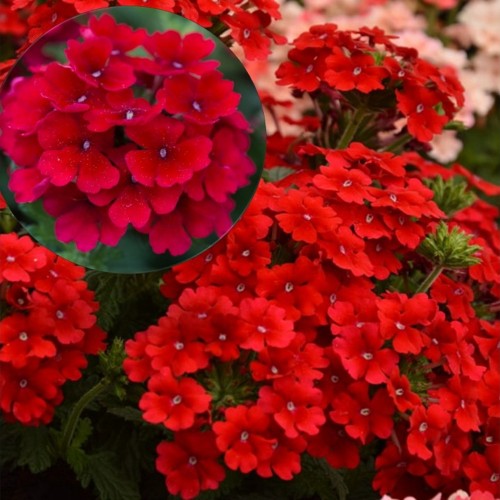 Verbena 'VEPITA Dark Red' - Aed-raudürt 'VEPITA Dark Red'